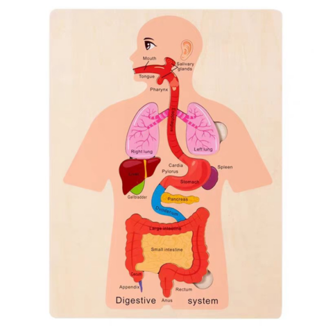 Human Body Puzzle